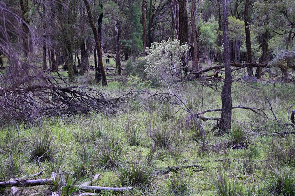 'Bunndarra And Towealgra' Digilah West Road, Dunedoo, NSW, 2844 - Image 16