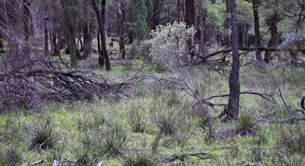 'Bunndarra And Towealgra' Digilah West Road, Dunedoo, NSW, 2844 - Image 16