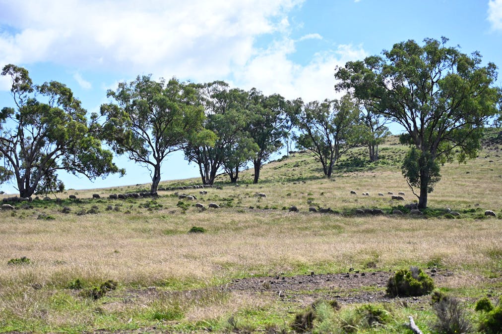 'Bunndarra And Towealgra' Digilah West Road, Dunedoo, NSW, 2844 - Image 17