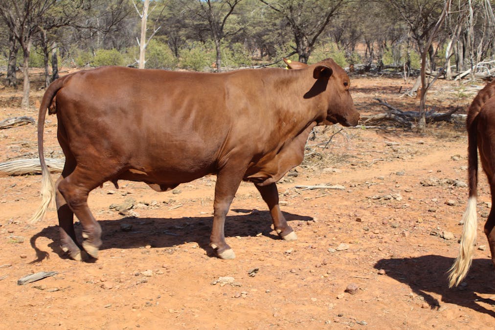 Gooyea Station, Quilpie, QLD, 4480 - Image 25