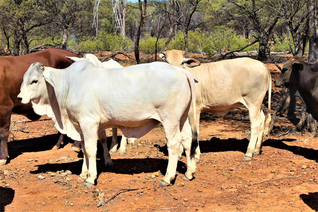 Gooyea Station, Quilpie, QLD, 4480 - Image 8