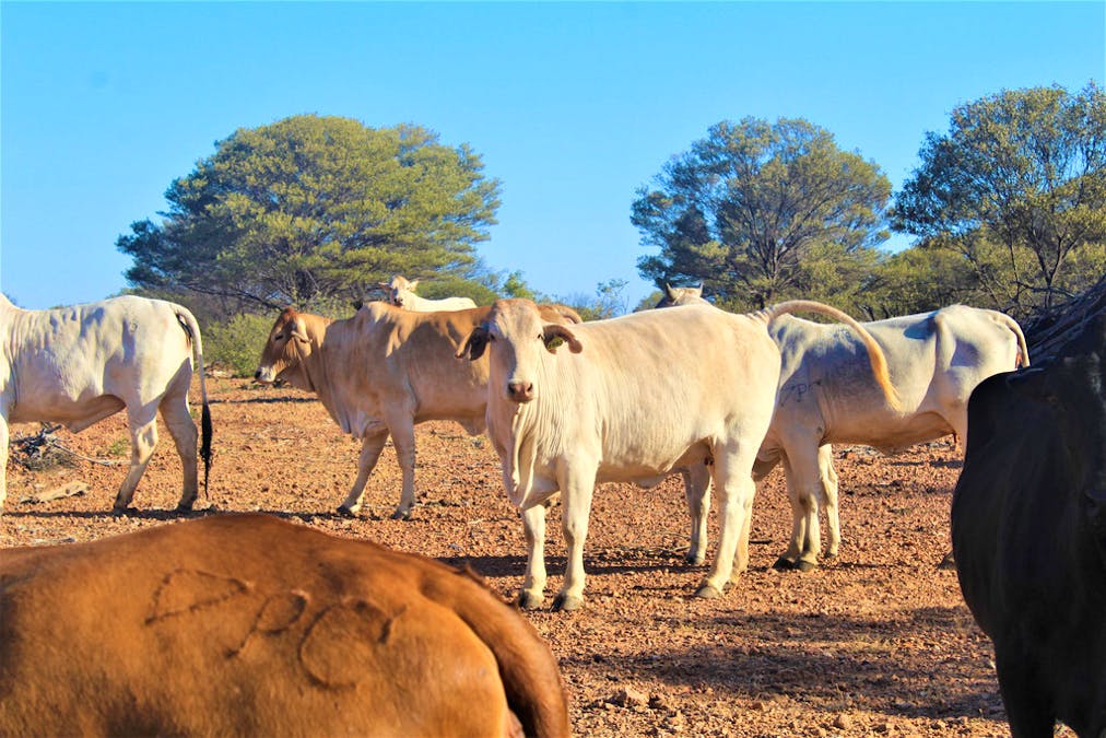 Gooyea Station, Quilpie, QLD, 4480 - Image 21