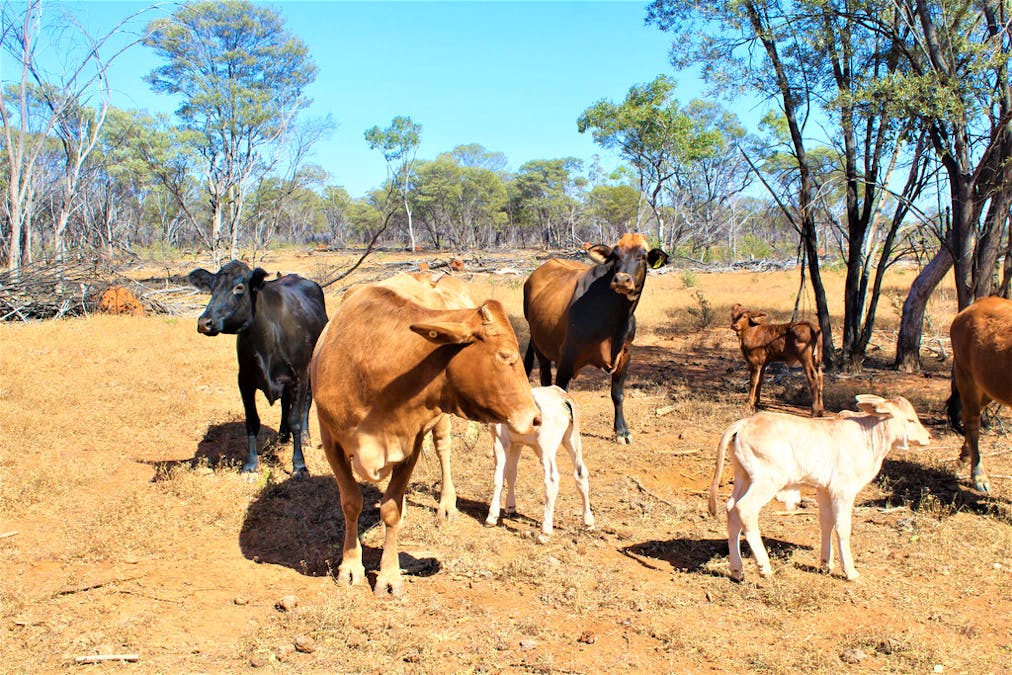 Gooyea Station, Quilpie, QLD, 4480 - Image 23