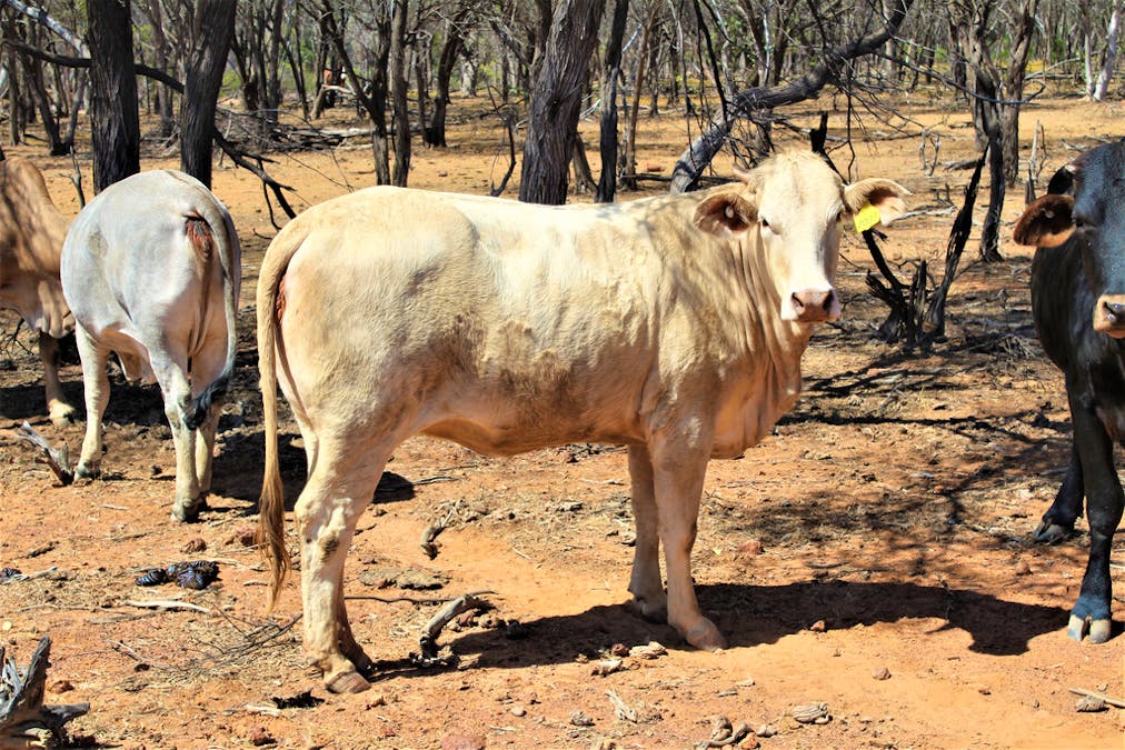 Gooyea Station, Quilpie, QLD, 4480 - Image 19