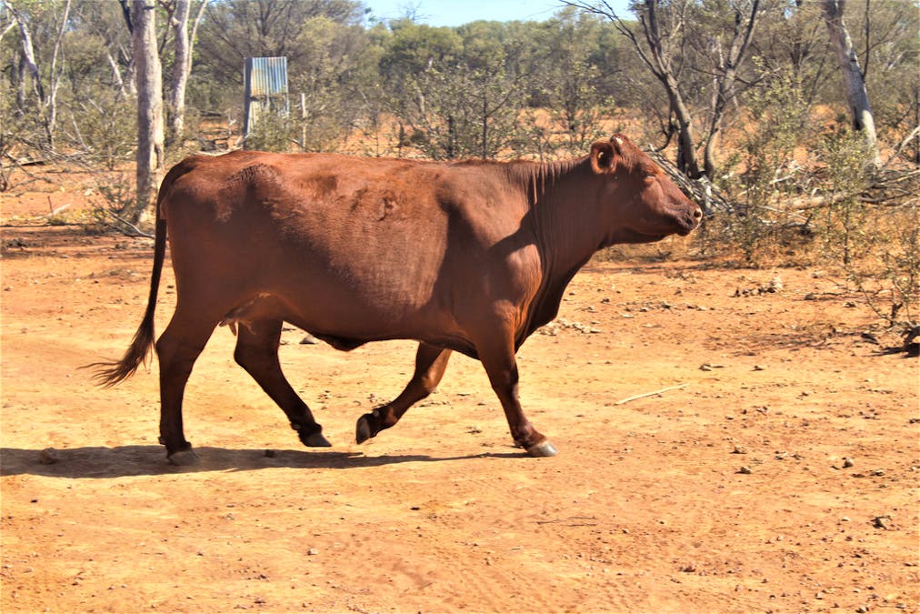 Gooyea Station, Quilpie, QLD, 4480 - Image 16