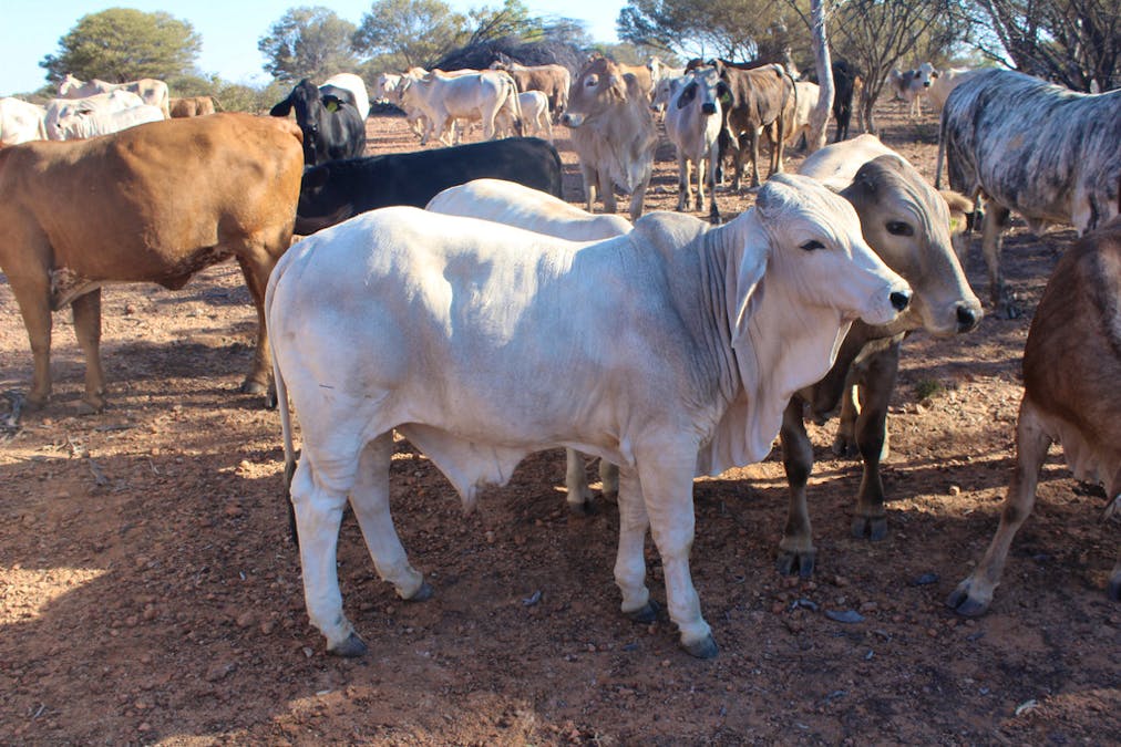 Gooyea Station, Quilpie, QLD, 4480 - Image 20