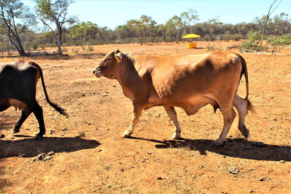 Gooyea Station, Quilpie, QLD, 4480 - Image 7