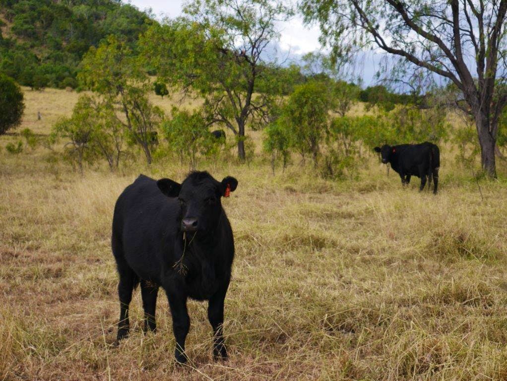 400 Acres Cattle Grazing, Cooranga North, QLD, 4408 Sold