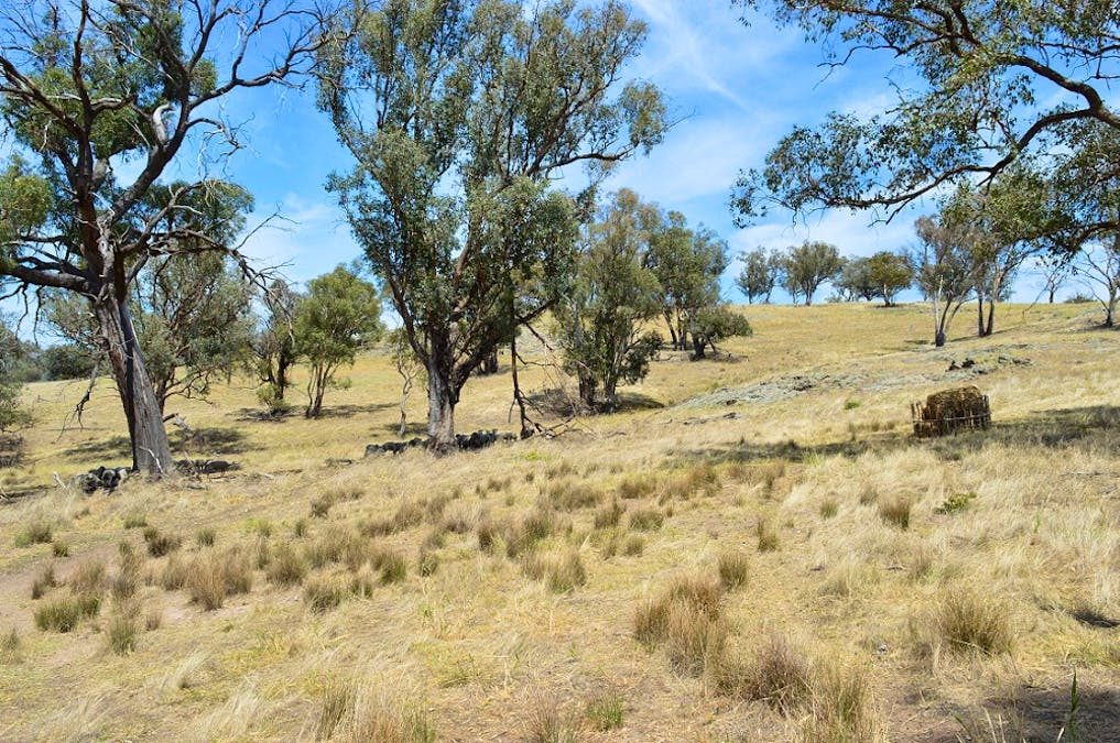 Lot 4 / 94 Old Cootamundra Road, Cootamundra, NSW, 2590 - Image 6