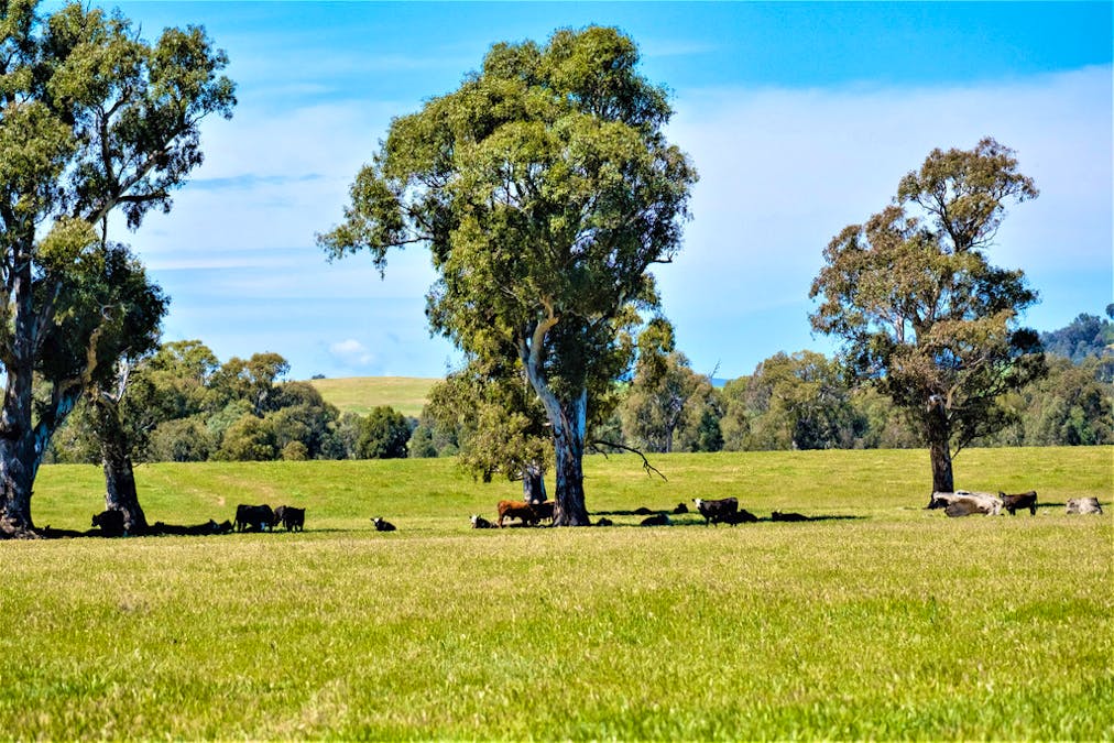 Forest Vale, Hume Highway, Holbrook, NSW, 2644 - Image 2